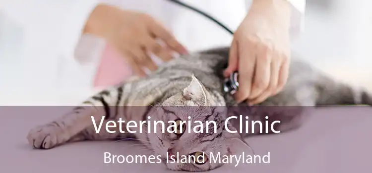 Veterinarian Clinic Broomes Island Maryland