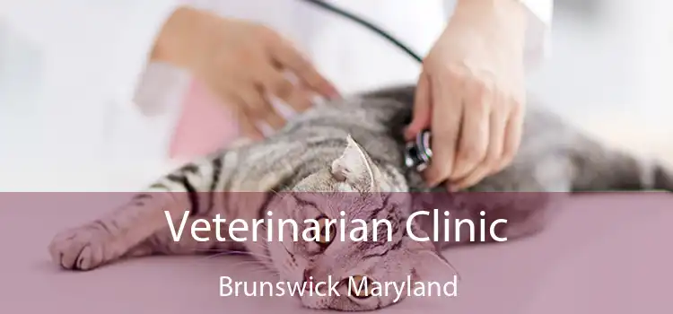 Veterinarian Clinic Brunswick Maryland