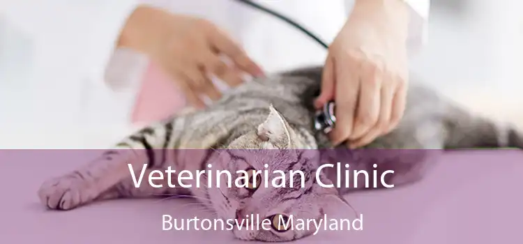 Veterinarian Clinic Burtonsville Maryland