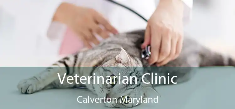 Veterinarian Clinic Calverton Maryland