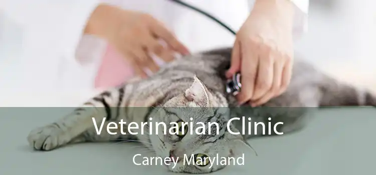 Veterinarian Clinic Carney Maryland