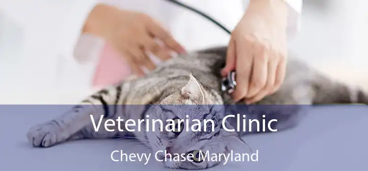 Veterinarian Clinic Chevy Chase Maryland