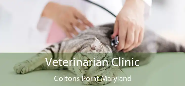 Veterinarian Clinic Coltons Point Maryland