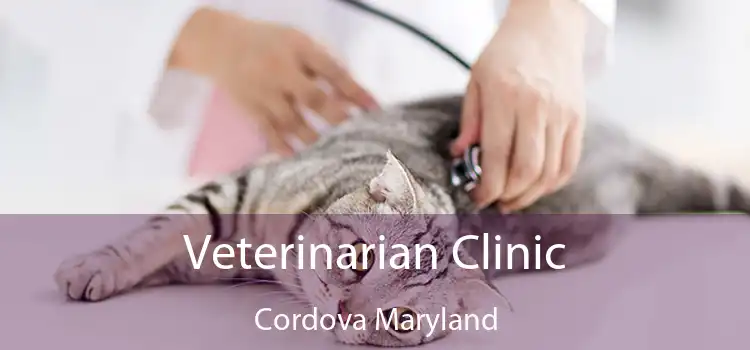 Veterinarian Clinic Cordova Maryland