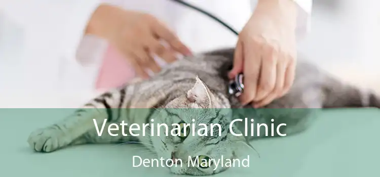 Veterinarian Clinic Denton Maryland