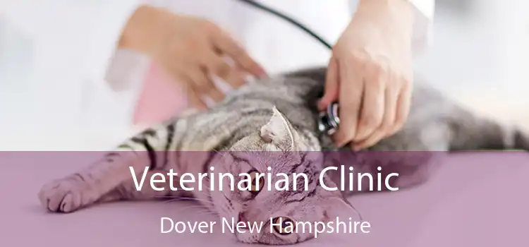 Veterinarian Clinic Dover New Hampshire