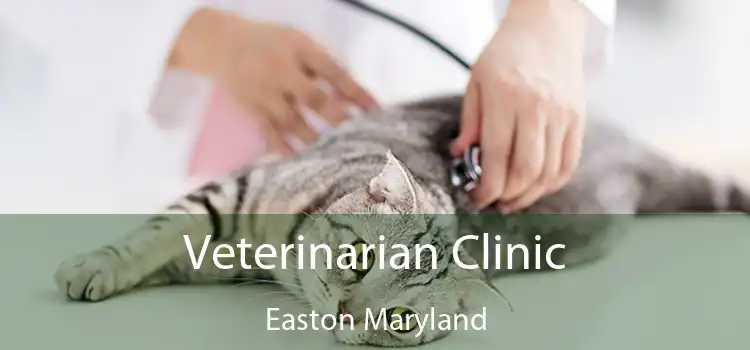 Veterinarian Clinic Easton Maryland