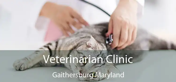 Veterinarian Clinic Gaithersburg Maryland