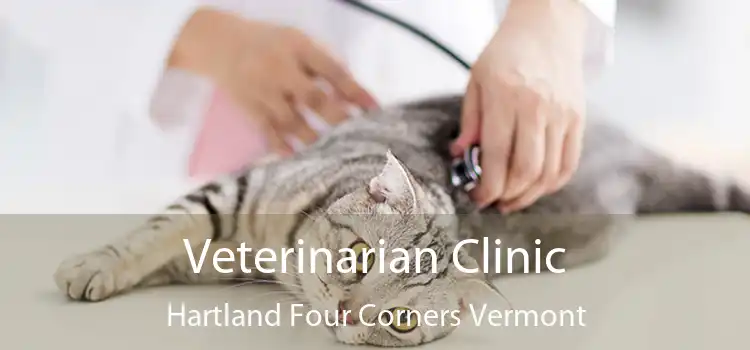 Veterinarian Clinic Hartland Four Corners Vermont