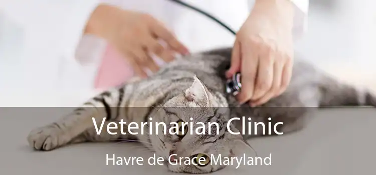 Veterinarian Clinic Havre de Grace Maryland