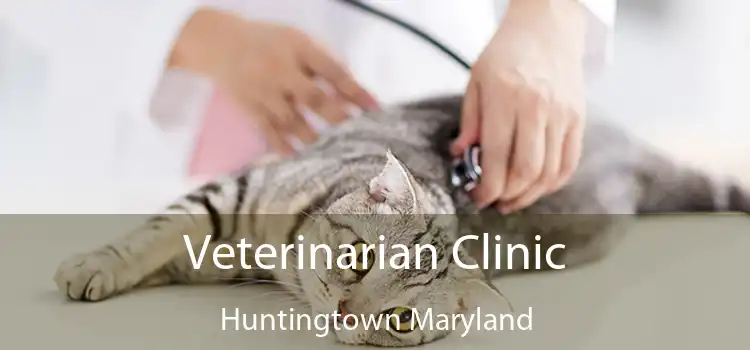 Veterinarian Clinic Huntingtown Maryland