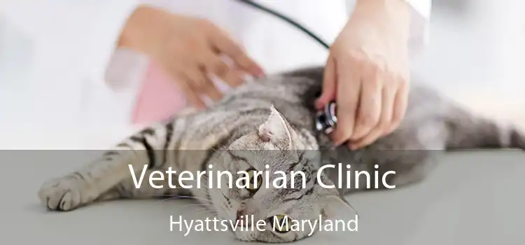 Veterinarian Clinic Hyattsville Maryland