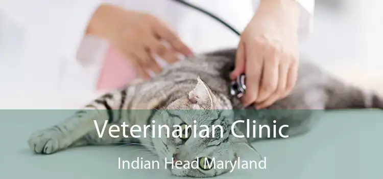 Veterinarian Clinic Indian Head Maryland