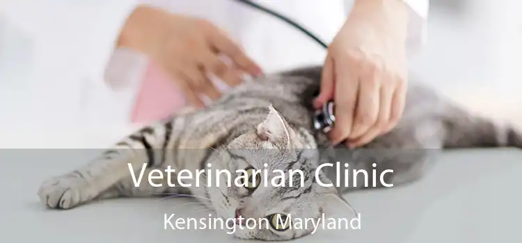 Veterinarian Clinic Kensington Maryland