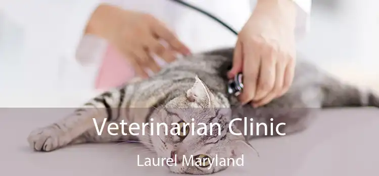 Veterinarian Clinic Laurel Maryland