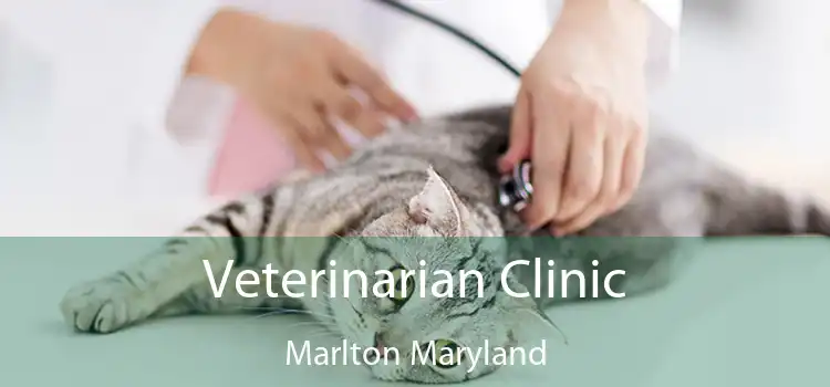 Veterinarian Clinic Marlton Maryland