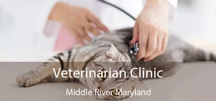 Veterinarian Clinic Middle River Maryland