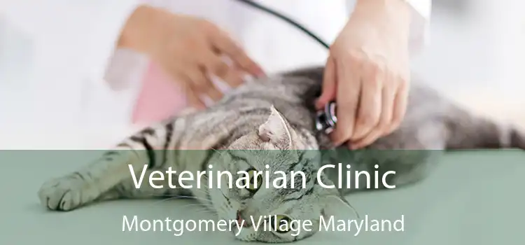 Veterinarian Clinic Montgomery Village Maryland