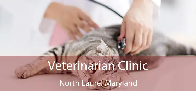 Veterinarian Clinic North Laurel Maryland