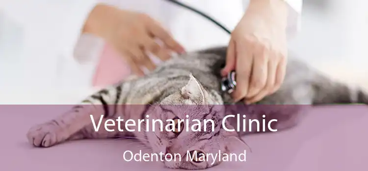 Veterinarian Clinic Odenton Maryland