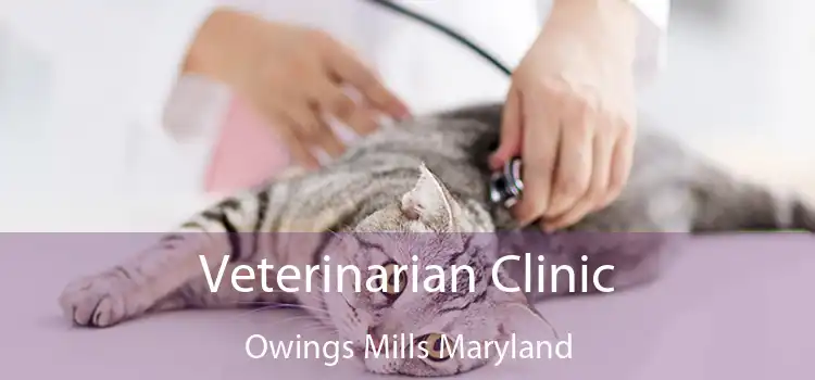 Veterinarian Clinic Owings Mills Maryland