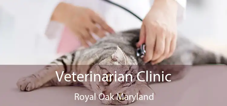 Veterinarian Clinic Royal Oak Maryland