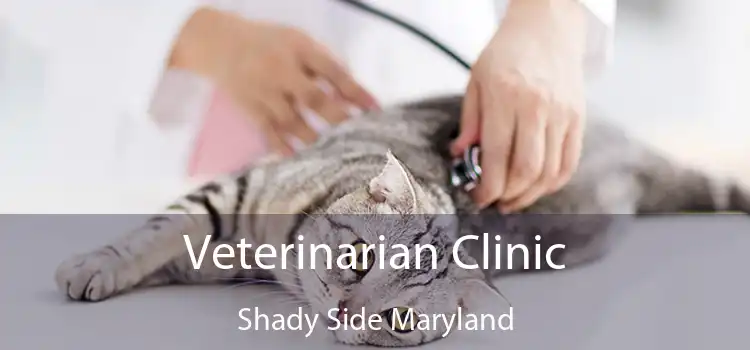 Veterinarian Clinic Shady Side Maryland