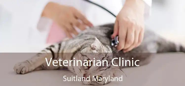 Veterinarian Clinic Suitland Maryland