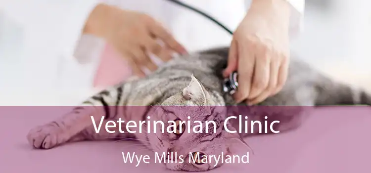 Veterinarian Clinic Wye Mills Maryland